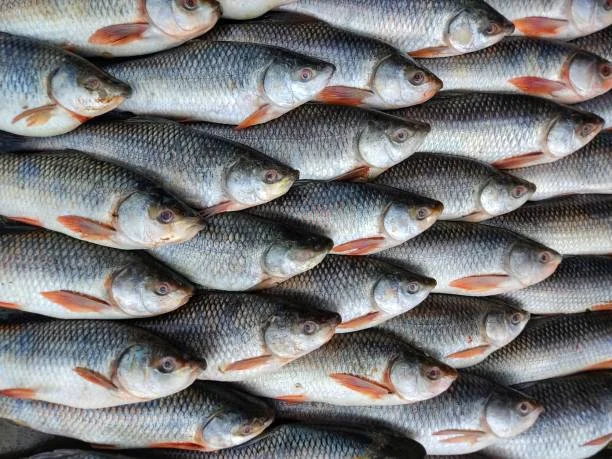 EXPORT QUALITY PAKISTANI FISH & SEA FOOD