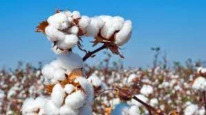 EXPORT QUALITY PAKISTANI COTTON